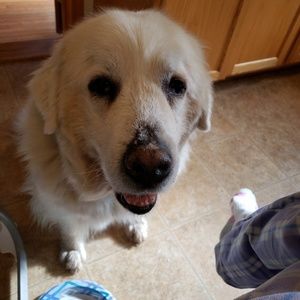 Meet your Posher, Abigail